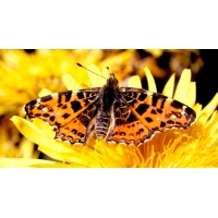 Map Butterfly levana 5 male Pupae Map Butterfly levana 5 male Pupae